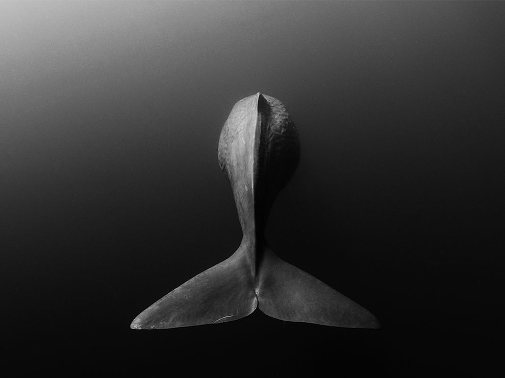 Farewell sperm whale, Sri Lanka